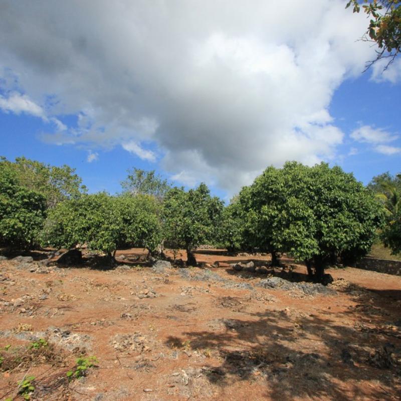 Terrain – villa - maison – propriété – à vendre – à louer – location - location longue durée – location à l’année – investissement – achat – vente – plage – bord de mer - sable blanc – Indonésie – Roti island – Bali – chambre – notaire – consultant - juridique – création - société – administration – voyage – entreprise – hôtel – commerce – restaurant – projet – visa – permis – travail – retraite – informations – découverte – aventure – produits – naturels – spa – salon – coiffure – réflexologie – savon – shampoing – anti-moustique – tourisme – plaisir – nature – surf – plongée – exploration – exotique – exotisme – massage – traditionnel – huile de massage – coucher de soleil – photos – galerie – soin de beauté – pédicure – manucure – agent immobilier – professionnel-Land - villa - house - property - for sale - rent - rental - leasing - rent annually - investment - purchase - sale - beach - sea - white sand - Indonesia - Rote island - Bali - bedroom - notary - consultant - legal - creation - company - administration - travel - business - hotel - shop - restaurant - project - visa - permit - work - retirement - information - discovery - adventure - products - natural - spa - lounge - hairdresser - reflexology - soap - shampoo – anti-mosquito – pleasure – nature – surf – diving – exploration - exotic - exotism - massage - traditional - massage oil - sunset - pictures - gallery - beauty treatment - pedicure – manicure – real estate agent – professional-Tanah - villa - rumah - properti - Dijual - disewakan - dikontrakan - menyewa per tahun - investasi - pembelian - penjualan - pantai - laut - pasir putih - Indonesia - pulau Roti - Bali - bedroom - notaris - konsultan - hukum - penciptaan - wisata - - bisnis - Hotel - bisnis - restoran - proyek - visa - izin - pekerjaan - pensiun - informasi - penemuan - petualangan - produk - spa - - alam ruang duduk - penata rambut - reflexology masyarakat - administrasi - sabun - shampoo – anti-nyamuk - Pariwisata - menyenangkan - semacam - surfing - diving – eksplorasi - eksotik - eksotis - pijat - tradisional - pijat minyak - sunset - Foto - galeri - perawatan kecantikan - pedicure – manicure – properti agen - Profesional