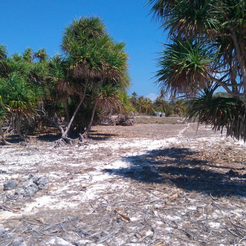 Terrain – villa - maison – propriété – à vendre – à louer – location - location longue durée – location à l’année – investissement – achat – vente – plage – bord de mer - sable blanc – Indonésie – Roti island – Bali – chambre – notaire – consultant - juridique – création - société – administration – voyage – entreprise – hôtel – commerce – restaurant – projet – visa – permis – travail – retraite – informations – découverte – aventure – produits – naturels – spa – salon – coiffure – réflexologie – savon – shampoing – anti-moustique – tourisme – plaisir – nature – surf – plongée – exploration – exotique – exotisme – massage – traditionnel – huile de massage – coucher de soleil – photos – galerie – soin de beauté – pédicure – manucure – agent immobilier – professionnel-Land - villa - house - property - for sale - rent - rental - leasing - rent annually - investment - purchase - sale - beach - sea - white sand - Indonesia - Rote island - Bali - bedroom - notary - consultant - legal - creation - company - administration - travel - business - hotel - shop - restaurant - project - visa - permit - work - retirement - information - discovery - adventure - products - natural - spa - lounge - hairdresser - reflexology - soap - shampoo – anti-mosquito – pleasure – nature – surf – diving – exploration - exotic - exotism - massage - traditional - massage oil - sunset - pictures - gallery - beauty treatment - pedicure – manicure – real estate agent – professional-Tanah - villa - rumah - properti - Dijual - disewakan - dikontrakan - menyewa per tahun - investasi - pembelian - penjualan - pantai - laut - pasir putih - Indonesia - pulau Roti - Bali - bedroom - notaris - konsultan - hukum - penciptaan - wisata - - bisnis - Hotel - bisnis - restoran - proyek - visa - izin - pekerjaan - pensiun - informasi - penemuan - petualangan - produk - spa - - alam ruang duduk - penata rambut - reflexology masyarakat - administrasi - sabun - shampoo – anti-nyamuk - Pariwisata - menyenangkan - semacam - surfing - diving – eksplorasi - eksotik - eksotis - pijat - tradisional - pijat minyak - sunset - Foto - galeri - perawatan kecantikan - pedicure – manicure – properti agen - Profesional