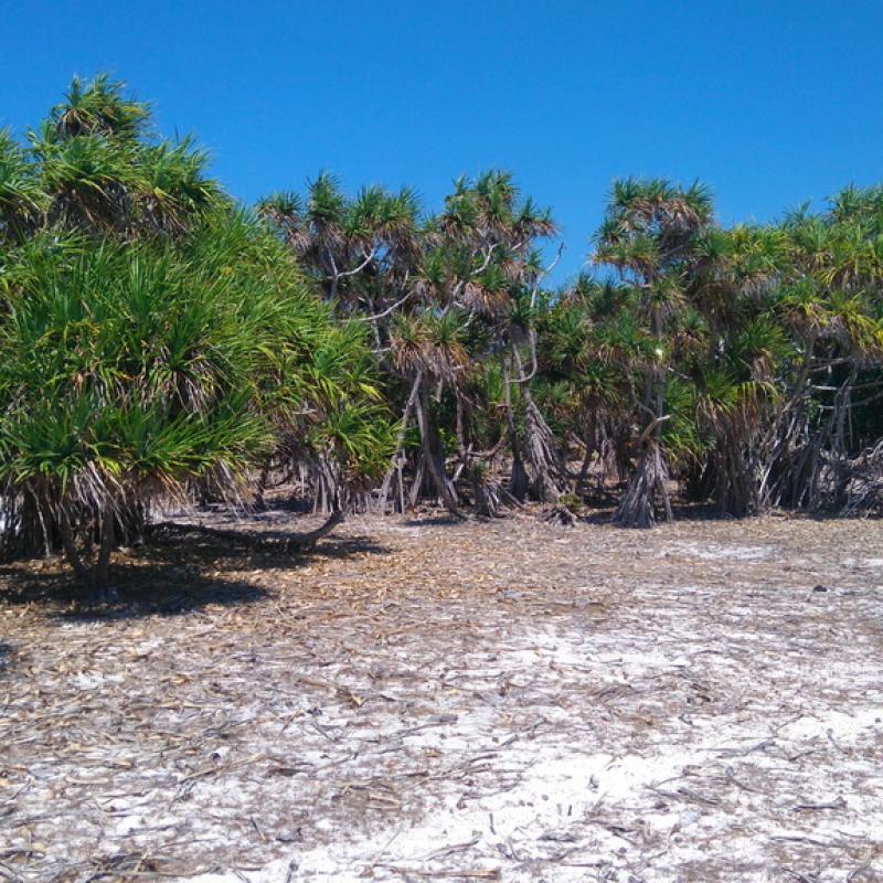 Terrain – villa - maison – propriété – à vendre – à louer – location - location longue durée – location à l’année – investissement – achat – vente – plage – bord de mer - sable blanc – Indonésie – Roti island – Bali – chambre – notaire – consultant - juridique – création - société – administration – voyage – entreprise – hôtel – commerce – restaurant – projet – visa – permis – travail – retraite – informations – découverte – aventure – produits – naturels – spa – salon – coiffure – réflexologie – savon – shampoing – anti-moustique – tourisme – plaisir – nature – surf – plongée – exploration – exotique – exotisme – massage – traditionnel – huile de massage – coucher de soleil – photos – galerie – soin de beauté – pédicure – manucure – agent immobilier – professionnel-Land - villa - house - property - for sale - rent - rental - leasing - rent annually - investment - purchase - sale - beach - sea - white sand - Indonesia - Rote island - Bali - bedroom - notary - consultant - legal - creation - company - administration - travel - business - hotel - shop - restaurant - project - visa - permit - work - retirement - information - discovery - adventure - products - natural - spa - lounge - hairdresser - reflexology - soap - shampoo – anti-mosquito – pleasure – nature – surf – diving – exploration - exotic - exotism - massage - traditional - massage oil - sunset - pictures - gallery - beauty treatment - pedicure – manicure – real estate agent – professional-Tanah - villa - rumah - properti - Dijual - disewakan - dikontrakan - menyewa per tahun - investasi - pembelian - penjualan - pantai - laut - pasir putih - Indonesia - pulau Roti - Bali - bedroom - notaris - konsultan - hukum - penciptaan - wisata - - bisnis - Hotel - bisnis - restoran - proyek - visa - izin - pekerjaan - pensiun - informasi - penemuan - petualangan - produk - spa - - alam ruang duduk - penata rambut - reflexology masyarakat - administrasi - sabun - shampoo – anti-nyamuk - Pariwisata - menyenangkan - semacam - surfing - diving – eksplorasi - eksotik - eksotis - pijat - tradisional - pijat minyak - sunset - Foto - galeri - perawatan kecantikan - pedicure – manicure – properti agen - Profesional