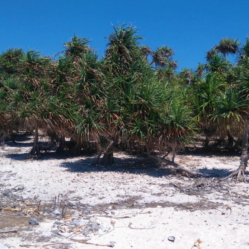 Terrain – villa - maison – propriété – à vendre – à louer – location - location longue durée – location à l’année – investissement – achat – vente – plage – bord de mer - sable blanc – Indonésie – Roti island – Bali – chambre – notaire – consultant - juridique – création - société – administration – voyage – entreprise – hôtel – commerce – restaurant – projet – visa – permis – travail – retraite – informations – découverte – aventure – produits – naturels – spa – salon – coiffure – réflexologie – savon – shampoing – anti-moustique – tourisme – plaisir – nature – surf – plongée – exploration – exotique – exotisme – massage – traditionnel – huile de massage – coucher de soleil – photos – galerie – soin de beauté – pédicure – manucure – agent immobilier – professionnel-Land - villa - house - property - for sale - rent - rental - leasing - rent annually - investment - purchase - sale - beach - sea - white sand - Indonesia - Rote island - Bali - bedroom - notary - consultant - legal - creation - company - administration - travel - business - hotel - shop - restaurant - project - visa - permit - work - retirement - information - discovery - adventure - products - natural - spa - lounge - hairdresser - reflexology - soap - shampoo – anti-mosquito – pleasure – nature – surf – diving – exploration - exotic - exotism - massage - traditional - massage oil - sunset - pictures - gallery - beauty treatment - pedicure – manicure – real estate agent – professional-Tanah - villa - rumah - properti - Dijual - disewakan - dikontrakan - menyewa per tahun - investasi - pembelian - penjualan - pantai - laut - pasir putih - Indonesia - pulau Roti - Bali - bedroom - notaris - konsultan - hukum - penciptaan - wisata - - bisnis - Hotel - bisnis - restoran - proyek - visa - izin - pekerjaan - pensiun - informasi - penemuan - petualangan - produk - spa - - alam ruang duduk - penata rambut - reflexology masyarakat - administrasi - sabun - shampoo – anti-nyamuk - Pariwisata - menyenangkan - semacam - surfing - diving – eksplorasi - eksotik - eksotis - pijat - tradisional - pijat minyak - sunset - Foto - galeri - perawatan kecantikan - pedicure – manicure – properti agen - Profesional