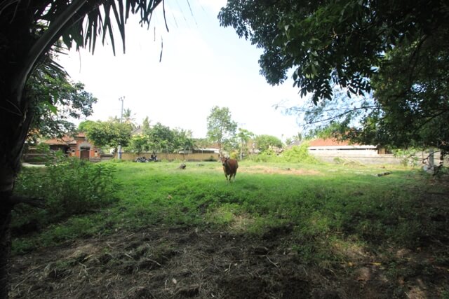 Terrain – villa - maison – propriété – à vendre – à louer – location - location longue durée – location à l’année – investissement – achat – vente – plage – bord de mer - sable blanc – Indonésie – Roti island – Bali – chambre – notaire – consultant - juridique – création - société – administration – voyage – entreprise – hôtel – commerce – restaurant – projet – visa – permis – travail – retraite – informations – découverte – aventure – produits – naturels – spa – salon – coiffure – réflexologie – savon – shampoing – anti-moustique – tourisme – plaisir – nature – surf – plongée – exploration – exotique – exotisme – massage – traditionnel – huile de massage – coucher de soleil – photos – galerie – soin de beauté – pédicure – manucure – agent immobilier – professionnel-Land - villa - house - property - for sale - rent - rental - leasing - rent annually - investment - purchase - sale - beach - sea - white sand - Indonesia - Rote island - Bali - bedroom - notary - consultant - legal - creation - company - administration - travel - business - hotel - shop - restaurant - project - visa - permit - work - retirement - information - discovery - adventure - products - natural - spa - lounge - hairdresser - reflexology - soap - shampoo – anti-mosquito – pleasure – nature – surf – diving – exploration - exotic - exotism - massage - traditional - massage oil - sunset - pictures - gallery - beauty treatment - pedicure – manicure – real estate agent – professional-Tanah - villa - rumah - properti - Dijual - disewakan - dikontrakan - menyewa per tahun - investasi - pembelian - penjualan - pantai - laut - pasir putih - Indonesia - pulau Roti - Bali - bedroom - notaris - konsultan - hukum - penciptaan - wisata - - bisnis - Hotel - bisnis - restoran - proyek - visa - izin - pekerjaan - pensiun - informasi - penemuan - petualangan - produk - spa - - alam ruang duduk - penata rambut - reflexology masyarakat - administrasi - sabun - shampoo – anti-nyamuk - Pariwisata - menyenangkan - semacam - surfing - diving – eksplorasi - eksotik - eksotis - pijat - tradisional - pijat minyak - sunset - Foto - galeri - perawatan kecantikan - pedicure – manicure – properti agen - Profesional